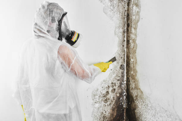 Best Emergency Mold Removal  in Van Buren, AR