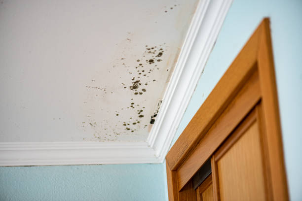 Best Same-Day Mold Removal  in Van Buren, AR