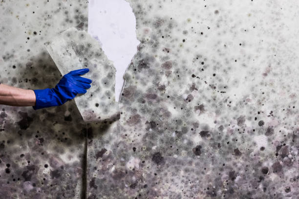 Home Mold Removal in Van Buren, AR