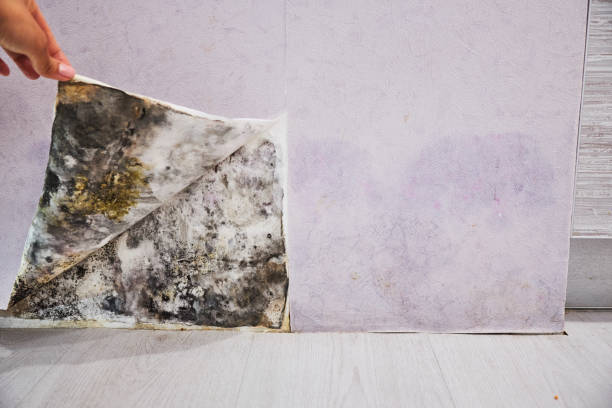 Best Office Mold Removal Services  in Van Buren, AR